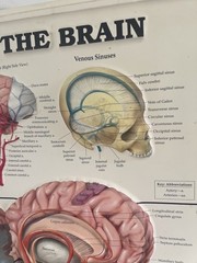 Rare Vintage ADDERALL Shire 3D Anatomy of the Brain Pharmaceutical Medical Chart
