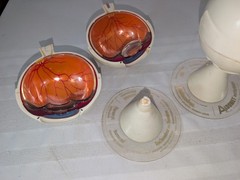 1960s Merck Pharmaceutical Advertising Model „Aldomet Methyldopa“ Eye Model