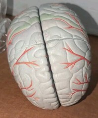 Lucite Head Skull Brain Model Medical Pharmaceutical Science Display – SEROQUEL