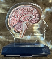 Imitrex (Sumatriptan) 3D 9″ Neuroanatomy Model with Legend – Brain Anatomy