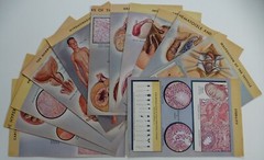 18 Ciba Pharmaceutical Folders w/ Color Plates – Pathology Anatomy War Injuries