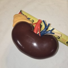 Vintage 1961 Merck & Co Pharmaceuticals Plastic Model Human Kidney Organ 5″