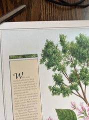 Vintage 1991 Cinchona Tree Pharmacy History Pharmacist Poster Afrin Promo Swag