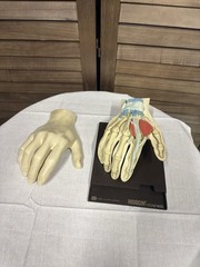 1967 MEDICAL HAND MODEL Anatomical Merck Sharp Dohme Indocin Advertising