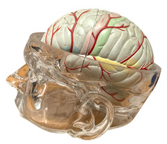Vintage Seroquel Head Brain Anatomy Pharma Design Sales Display Removable Brain