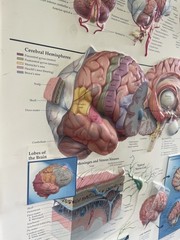 Rare Vintage ADDERALL Shire 3D Anatomy of the Brain Pharmaceutical Medical Chart