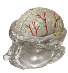 Vintage Seroquel Head Brain Anatomy Pharma Design Sales Display Removable Brain