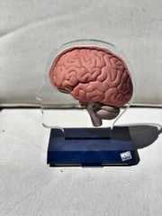 Imitrex 3D 9″ Neuroanatomy Model w Legend Brain Anatomy Medical Advertising