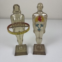 Vintage Diuril Hydro Male Medical Anatomy, 6.5″ Female Waist Measurement Rep