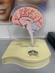 Imitrex Anatomical Head With Brain on base Medical Advertising Display