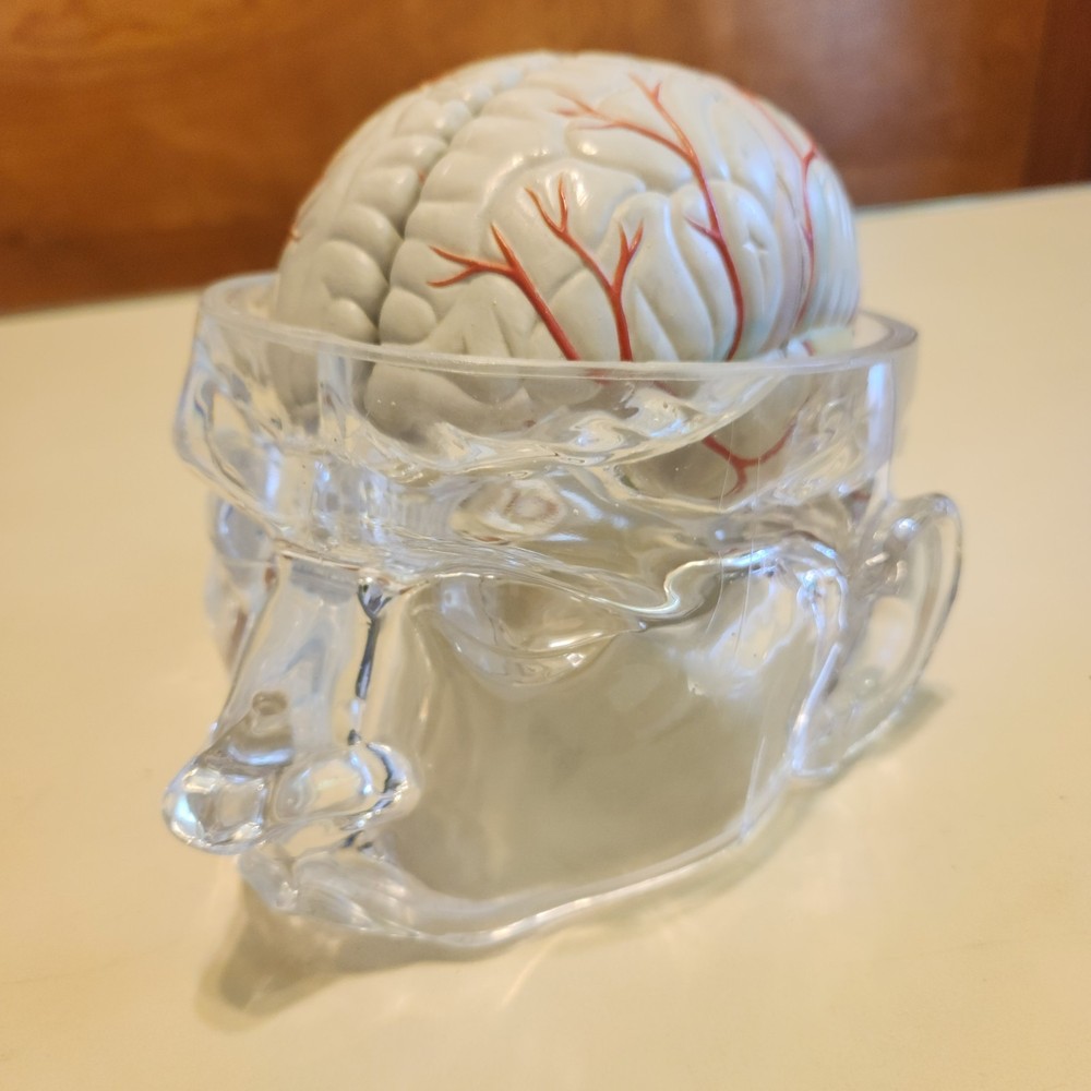 Seroquel Head Skull Brain Model Medical Pharmaceutical Science Display Clear
