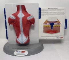 FLECTOR Patch Back Muscles Doctor 3D Display Advertising Model Used