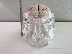 UCB Pharma Lucite Head Skull Brain Model Medical Pharmaceutical Science Display