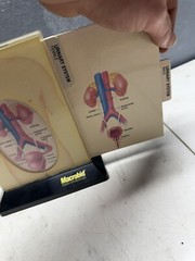 macrobid acute cystitis Doctor display