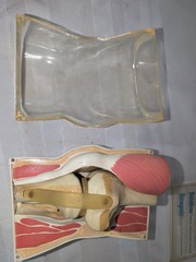 1960s Merck Pharmaceutical Advertising Model „Decadron“ Knee Model