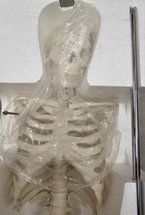 NEW (Vintage) Antique Display Skeleton 33” tall Searle Pfizer + Base COLLECTIBLE
