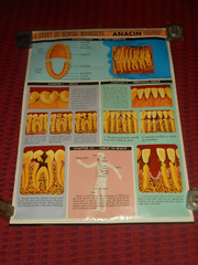 Vintage ANACIN Tablets WHITEHALL Laboratories ADVERTISING Dentist DENTAL POSTER
