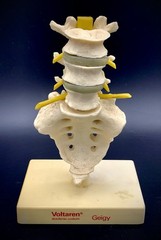 Rare Geigy Voltaren Medical Advertising Spine Model – Anatomical Lumbar/Sacrum