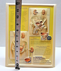 Ortho-McNeil Pharmaceutical Levaquin Genitourinary System Display Model