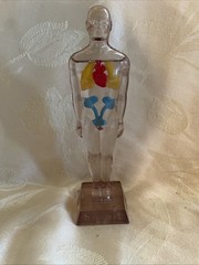Vintage Diuril Hydro Male Medical Anatomy, 6.5″