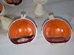 1960s Merck Pharmaceutical Advertising Model „Aldomet Methyldopa“ Eye Model