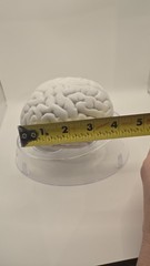 Alkermes Anatomical Brain Model Pharmaceutical Promo Desk Display