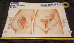 Vinatge 1986 Female Reproductive System ORTHO-NOVUM 777 20×34 Poster ORTHO…