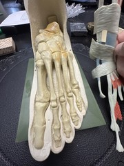 Vintage Merck Benemid/Indocin Advertising Display Foot Anatomical Store Model