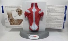 FLECTOR Patch Back Muscles Doctor 3D Display Advertising Model Used