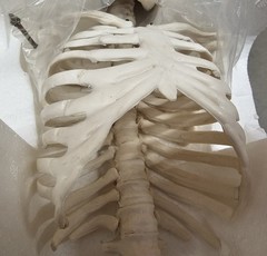 NEW (Vintage) Antique Display Skeleton 33” tall Searle Pfizer + Base COLLECTIBLE