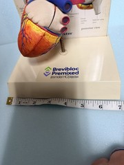 Heart Anatomy Display-drug Advertising-brevibloc-oddity