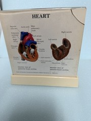 Heart Anatomy Display-drug Advertising-brevibloc-oddity