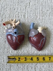 Vintage Merck Sharp Dohme Anatomical Heart Model Diuril Aldomet Drug Rep