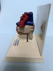Heart Anatomy Display-drug Advertising-brevibloc-oddity