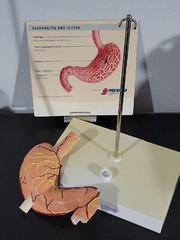 Vtg Prevacid & Zelnorm Doctor Pharmaceutical Display Esophagitis & Ulcers
