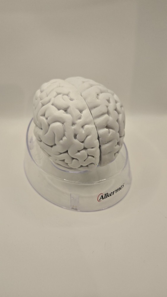 Alkermes Anatomical Brain Model Pharmaceutical Promo Desk Display