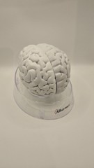 Alkermes Anatomical Brain Model Pharmaceutical Promo Desk Display
