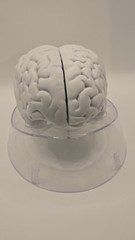 Alkermes Anatomical Brain Model Pharmaceutical Promo Desk Display