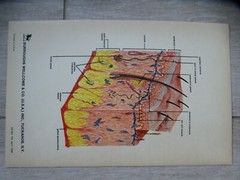VINTAGE LOT OF 8 Ciba Clinical Symposia issues, 1950s – 1970s