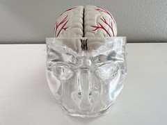 UCB Pharma Lucite Head Skull Brain Model Medical Pharmaceutical Science Display