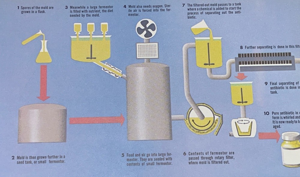 Weimer Purcell Antibiotic Production Illustration 1967 Original Encyclopedia