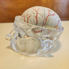 Seroquel Head Skull Brain Model Medical Pharmaceutical Science Display Clear