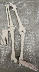 NEW (Vintage) Antique Display Skeleton 33” tall Searle Pfizer + Base COLLECTIBLE