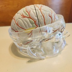 Seroquel Head Skull Brain Model Medical Pharmaceutical Science Display Clear