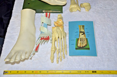 c1960s MEDICAL MODEL Anatomical FOOT Muscles Bones Dohme Indocin