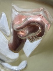 VTG 1950s Female Vaginal Medical Anatomy Model Ortho Pharmaceutical Raritan N.J.