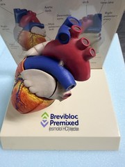 Heart Anatomy Display-drug Advertising-brevibloc-oddity