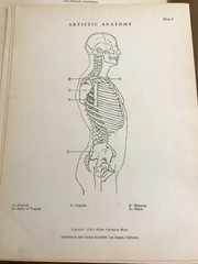 1930 Anatomical drawing Set Of 50 „Plates“ From The Art Guild Academy Of LA