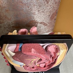 Vintage Viagra Detrol LA s Anatomy Model Pfizer Informational Pull Out Cards