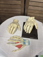 1967 MEDICAL HAND MODEL Anatomical Merck Sharp Dohme Indocin Advertising